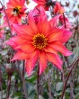 Dahlia Waltzing Mathilda5